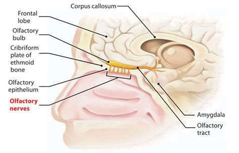 How Scent Shapes Memories - How Olfactory Memory Affects Your Business ...