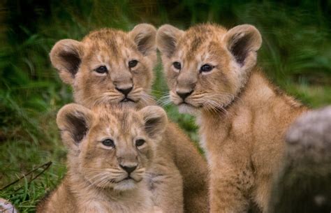 You Need To See These Lion Cub Triplets Adorably Bugging Their Mom