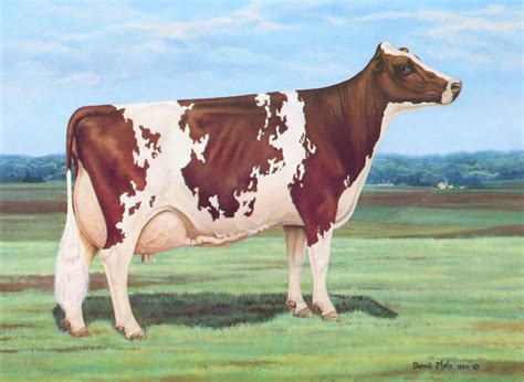 Dairy Cow Breeds: Which One is Best for Your Homestead? Types Of Dairy ...