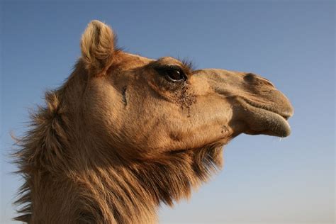 Horses vs. Camels: What Are the Differences and Their Uses?