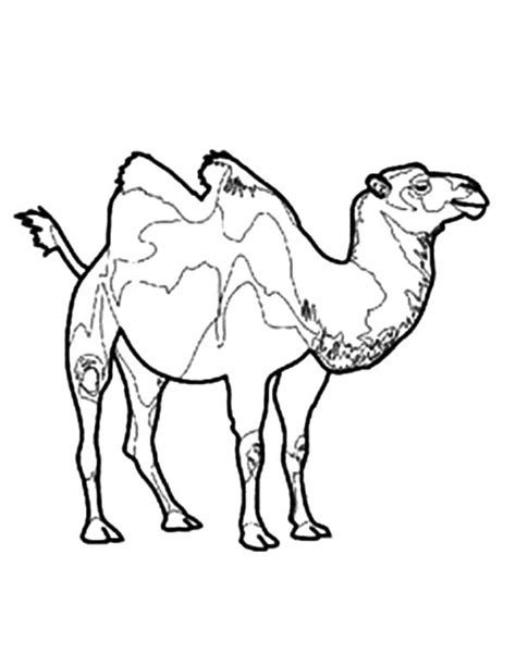 Pin di Bactria Camel Coloring Pages