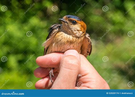 Ornithologist Examines Bird Stock Photo - Image of wild, bird: 52020174