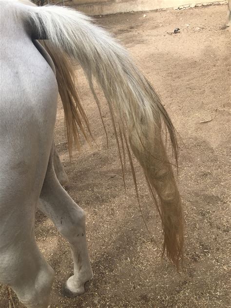 Does anyone know how to fix tail? : r/Horses