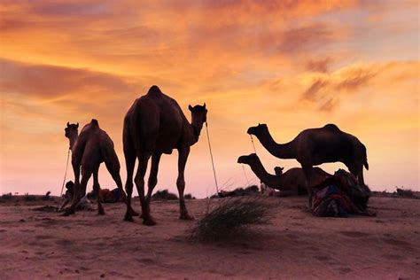 Only You & Thar Desert – Camel Safari Without Tourist Crowd: Triphobo