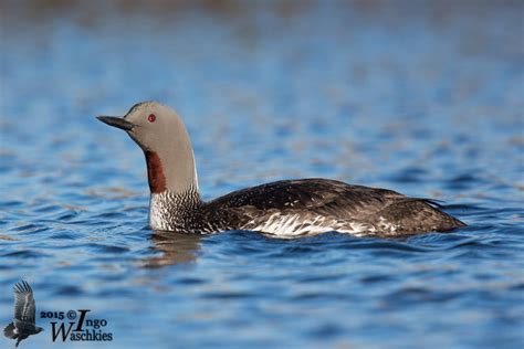 Adult Red-throated Loon in breeding plumage photo - Ingo Waschkies photos at pbase.com