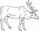 Elk Coloring Pages  Best For Kids sketch template