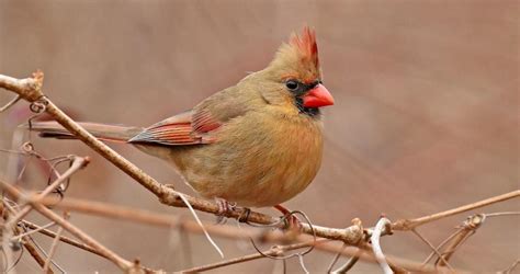 Northern Cardinal Range Map, All About Birds, Cornell Lab of Ornithology