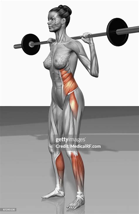 Barbell Squat Exercises High-Res Vector Graphic - Getty Images