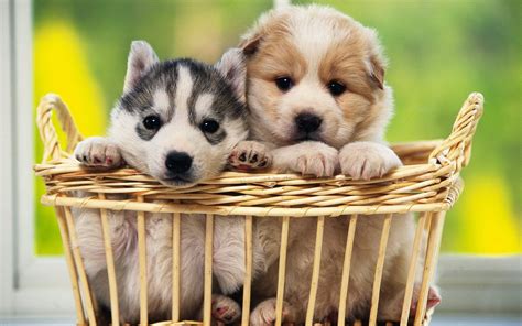 Adorable Puppies HD Wallpaper