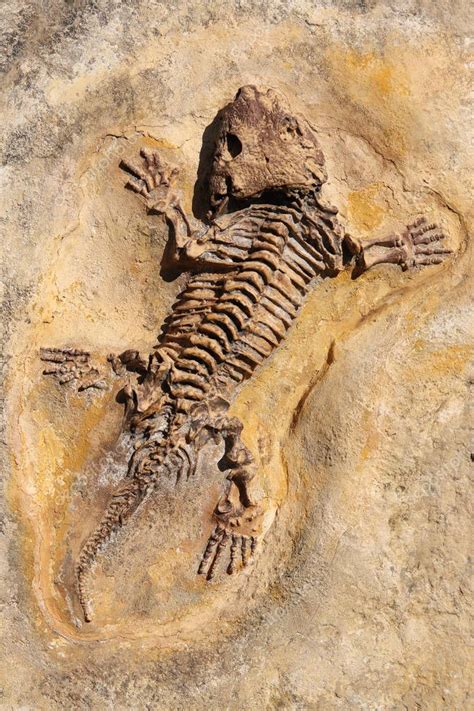 Seymouria Baylorensis Articifial Cast Fossil Early Permian Period ...