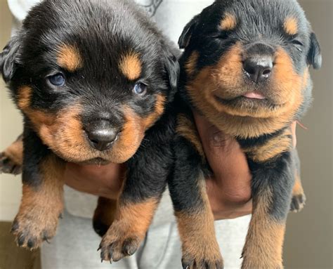 Rottweiler Puppies For Sale | Atlanta, GA #313464