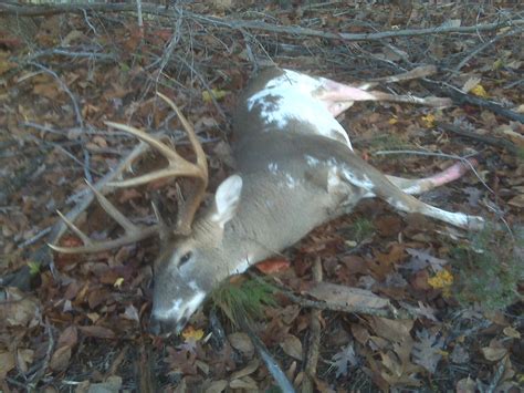 CB's VA piebald whitetail buck.