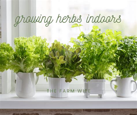 Growing Herbs Indoors - The Farm Wife