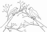 Robins Great Coloring Pages Birds Of Australia sketch template