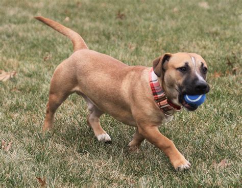 Dachshund Pitbull Mix Puppies / Choosing A Dachshund Mix Breed Which Is ...