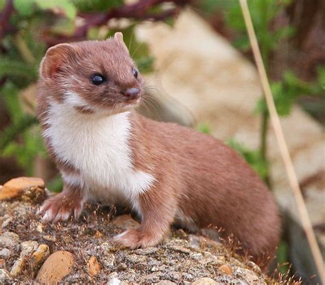 Weasel | Animals wild, Cute ferrets, Animals and pets