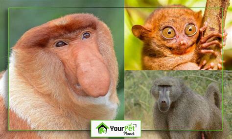 The Five Weirdest Monkey Species In The World | Comprehensive Guide