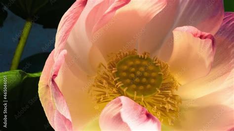 Lotus flower time lapse top view revealing the seedpod and stamen when ...