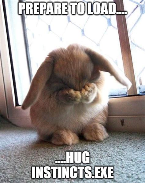 Bunny Hug Instincts - Imgflip