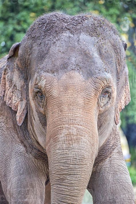 elephant eye portrait 12554671 Stock Photo at Vecteezy