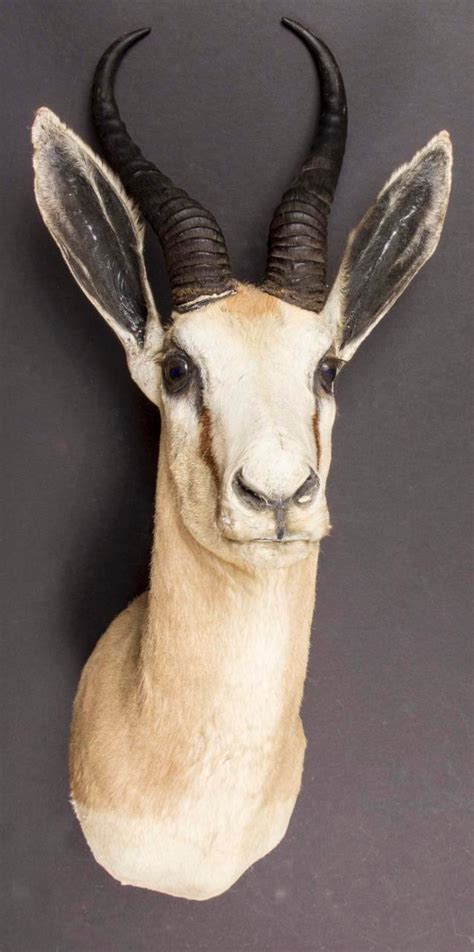 Lot - An African springbok head mount