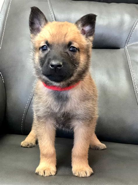 German Shepherd Malinois Mix Puppies