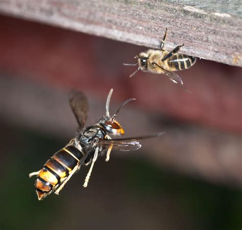 Abeilles: un appât radical contre le frelon asiatique