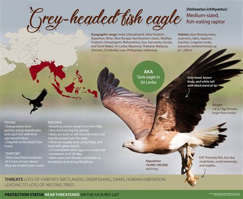 Grey-headed Fish Eagle: Facts, Habitat, Threats | RoundGlass | Sustain