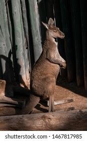 Kangaroo Sunbathing Green Background Stock Photo 1467817985 | Shutterstock