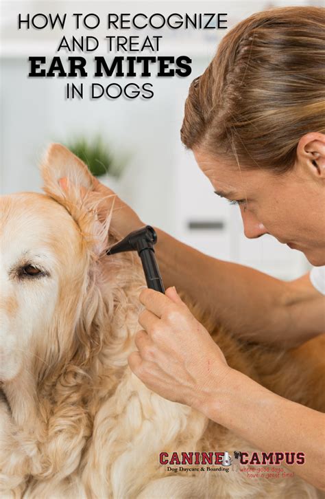 Ear mites can prove to be an itchy aggravation in dogs. 😀🐕 #HealthyDogs #HappyDogs # ...