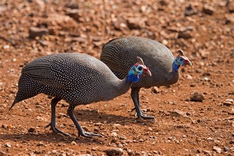 African Guinea Fowl