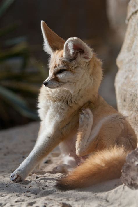 Fennec Fox Pet Uk | Pets Animals US