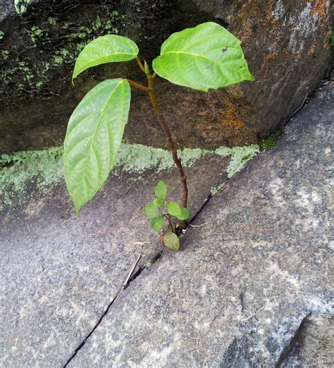 Plant Inside The Rock Stone Free Stock Photo - Public Domain Pictures