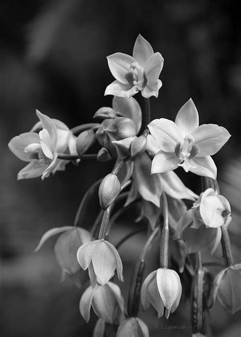 Philippine Orchids In Black And White by Kerri Ligatich