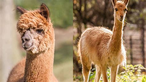 Alpaca vs Vicuna - World's Finest Wool