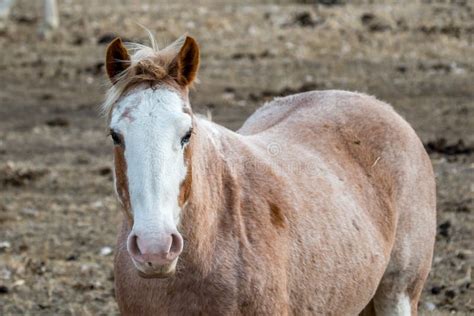 260 Strawberry Roan Clydesdale Stock Photos - Free & Royalty-Free Stock ...