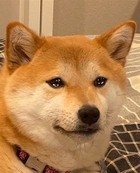 Crying Doge Blank Template - Imgflip