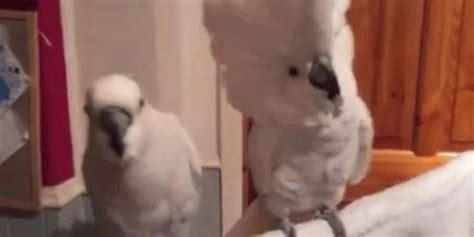 VIDEO: Dancing cockatoo really rocks out to Elvis hit