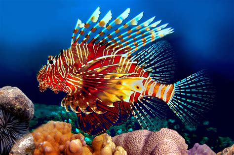 Unbelievably Fascinating Facts About Lionfish | Poisson coloré, Élevage de poissons, Poisson