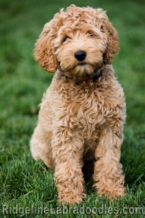 Australian labradoodle, Labradoodle puppy, Labradoodle