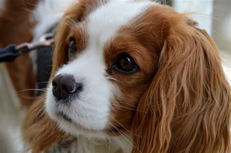 A Shave or a Haircut for your Cavalier? - I-Love-Cavaliers.com