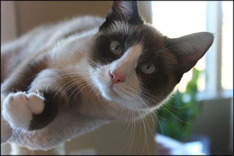 Snowshoe Cat Breed - Characteristics, Care and Health