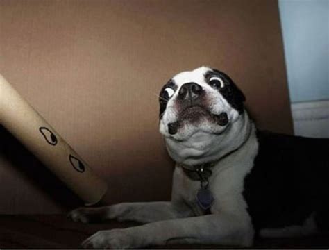 17 Dogs That Are Completely Terrified of Totally Normal Things