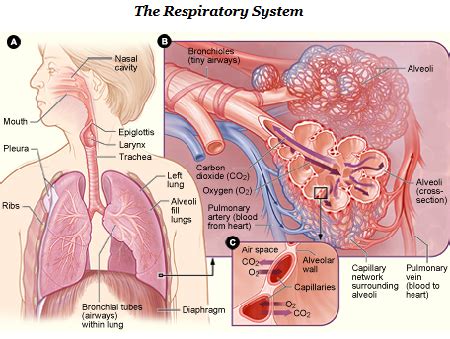 Respiratory System Alveoli And Capillaries