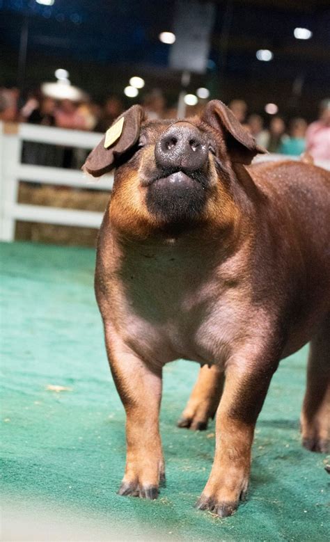 Duroc Pig | Pig breeds, Showing livestock, Pet pigs