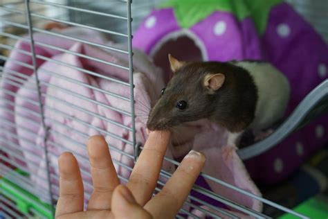 5 Reasons Pet Rats Bite - PetHelpful