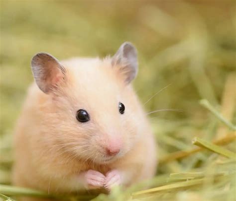 Spinach For Hamsters: Safe Or Dangerous? - Hamsteric