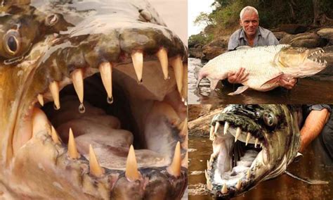 Dangerous Goliath Tigerfish Lurking In The Freshwaters | The Predatory Fish That Even Attacks ...