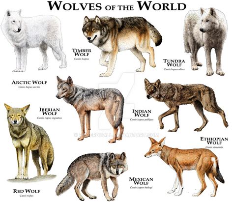 Various Types of Wolves - For The Love Of Wolves