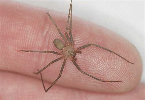 Recluse spider a year-round concern | Article | The United States Army